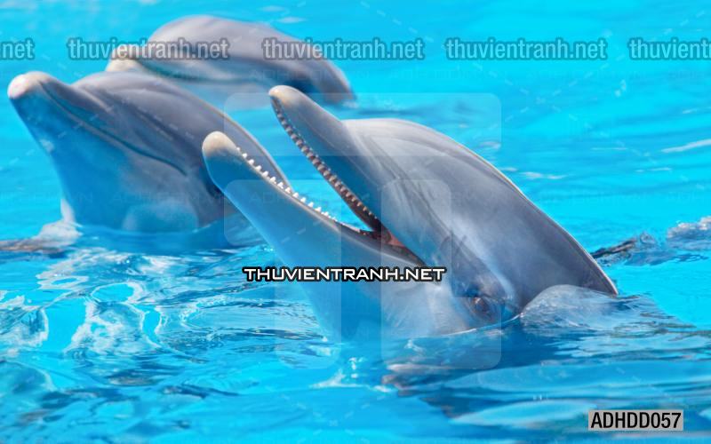 Tranh 3D cảnh dưới đáy Đại Dương xanh, tranh dán tường trang trí sinh vật Biển - Tranh tường chất lượng cao
