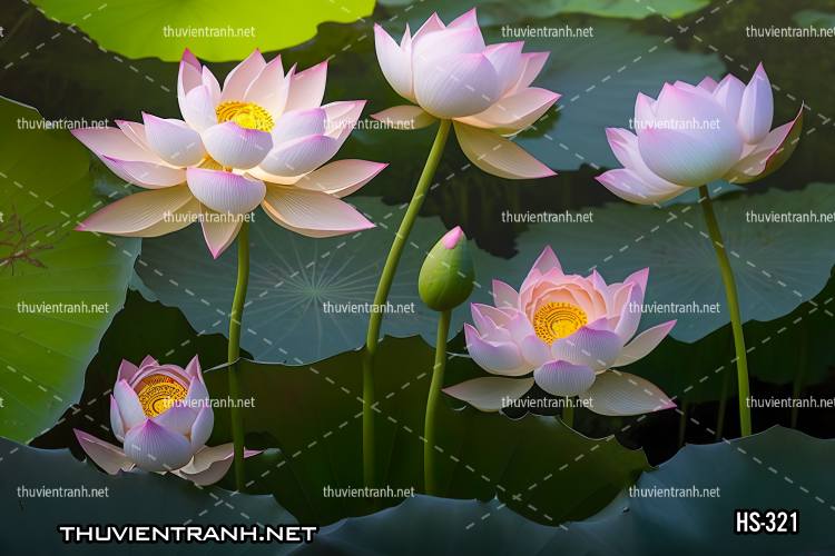 Tranh dán tường Hoa Sen - Tranh tường chất lượng cao