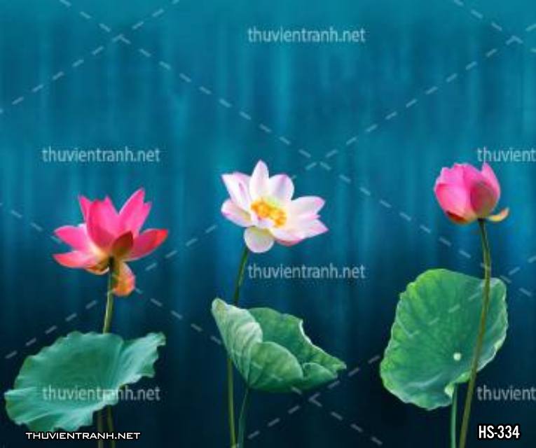Tranh dán tường Hoa Sen - Tranh tường chất lượng cao